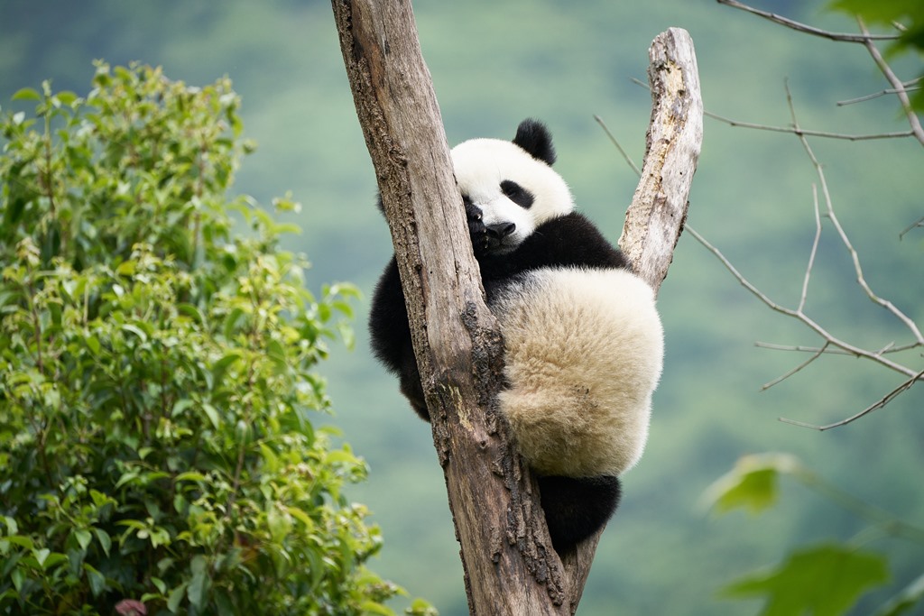 MOON THE PANDA