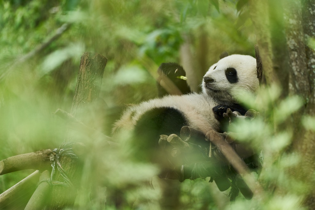 MOON THE PANDA