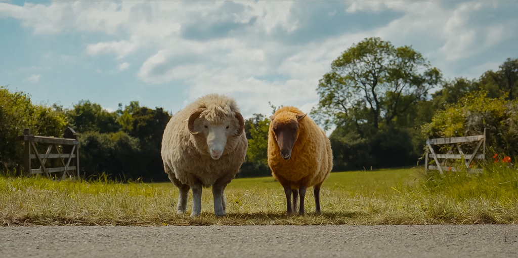 THE SHEEP DETECTIVES